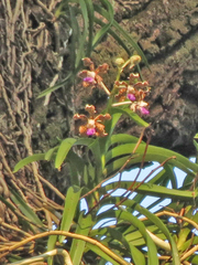 Vanda tessellata