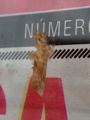 Dalceridae