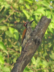 Chrysocolaptes guttacristatus