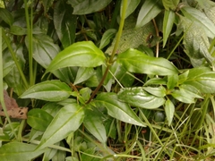 Valeriana clematitis