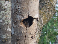 Megascops asio mccallii