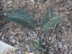 Cycas revoluta