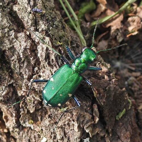 Six-spotted tiger beetle