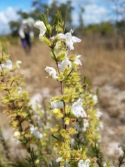 Conradina brevifolia