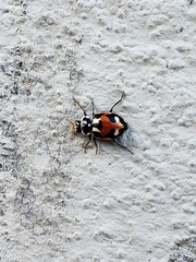 Hippodamia apicalis