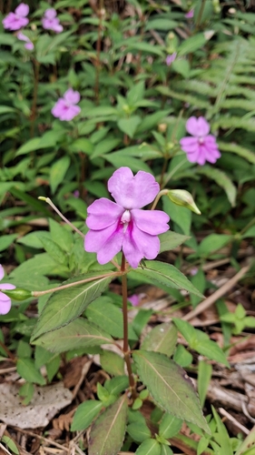 Impatiens platypetala