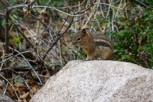 Common Golden-mantled Ground Squirrel observed by prairierattler