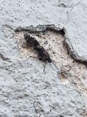 Himalopsyche phryganea