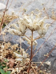 Saponaria officinalis