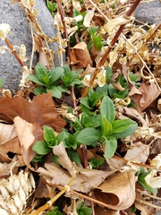 Saponaria officinalis