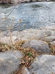 Saponaria officinalis