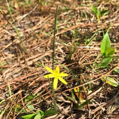 Hypoxis juncea