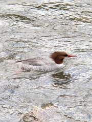 Mergus merganser