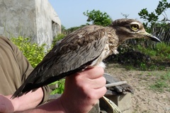 Burhinus senegalensis