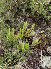 Phlegmariurus dentatus