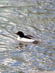 Mergus merganser