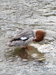 Mergus merganser