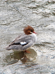 Mergus merganser