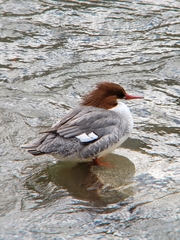 Mergus merganser