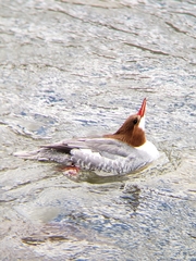 Mergus merganser