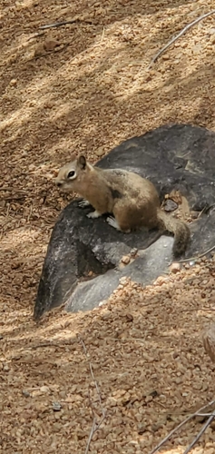 Common Golden-mantled Ground Squirrel observed by dpwoolley