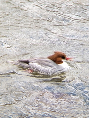 Mergus merganser