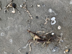 Diopatra cuprea