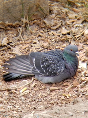 Columba livia