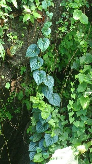 Indian yam, plant