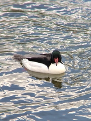 Mergus merganser