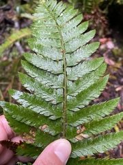 Polystichum californicum × munitum