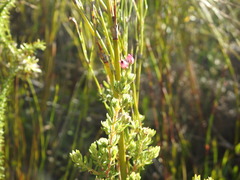 Erica hirtiflora