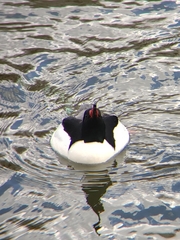 Mergus merganser