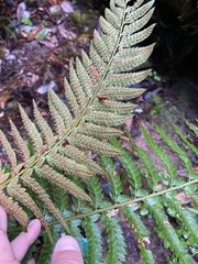 Polystichum californicum × munitum