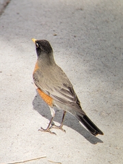 Turdus migratorius