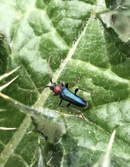 Cartallum ebulinum