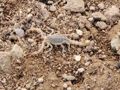 Paravaejovis spinigerus