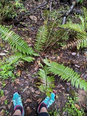 Polystichum californicum × munitum
