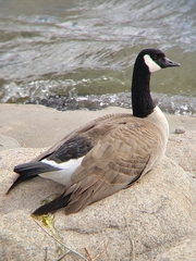 Branta canadensis