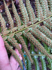 Polystichum californicum × munitum