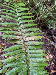 Polystichum californicum × munitum