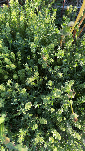 Veiny Pepperweed