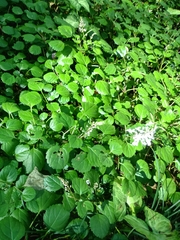 Plectranthus verticillatus
