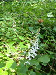 Plectranthus verticillatus