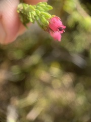Erica hirtiflora