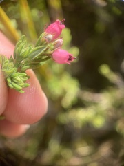 Erica hirtiflora