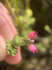 Erica hirtiflora