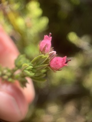 Erica hirtiflora