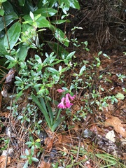 Rhododendron simsii
