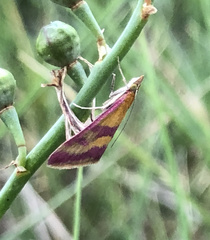 Pyrausta sanguinalis